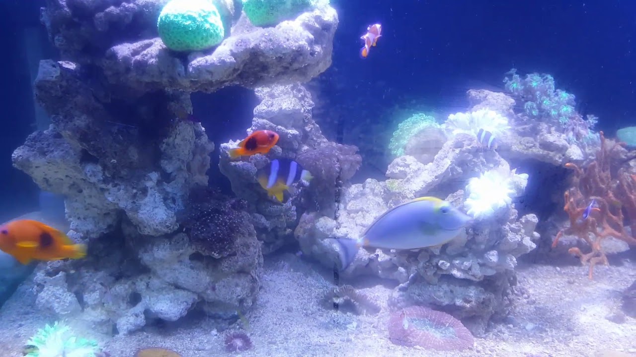  Aquarium  Hias Air Laut Dengan Ikan Hias nya yang  Cantik  