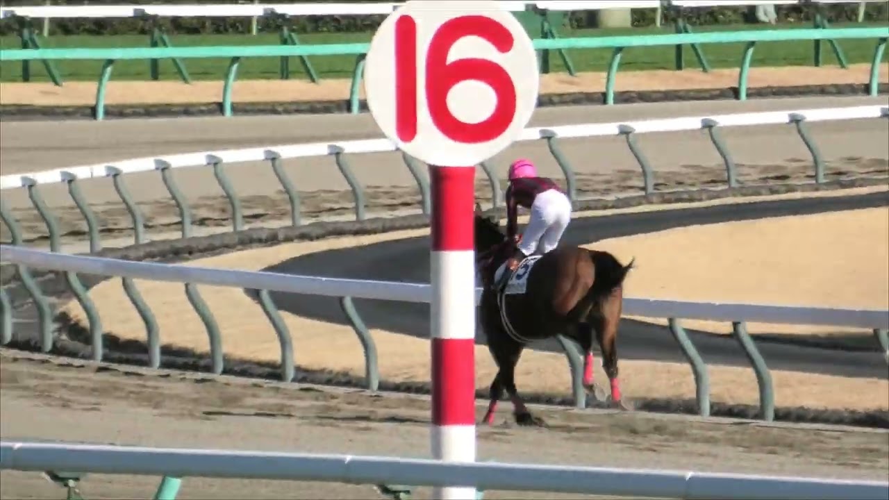 2025 12 28 中山競馬場第5レース メイクデビュー中山（新馬戦