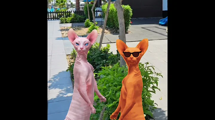 Watch the video about #cat #crazy #lol #crazily #funny #catlover #kitten #cute #explore #sphynx#cool