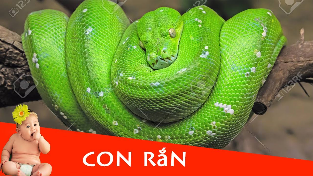 CON RẮN | Dạy bé học con rắn | Dạy em bé tập nói tên và hoạt động các ...