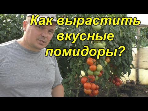 Почему вырастают НЕ вкусные томаты?