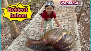 Wow..Menemukan bekicot babon‼️mencari bekicot siput, (the snail, hunting snail)