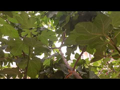 فوائد تقليم أشجار التين البوعنقوق      