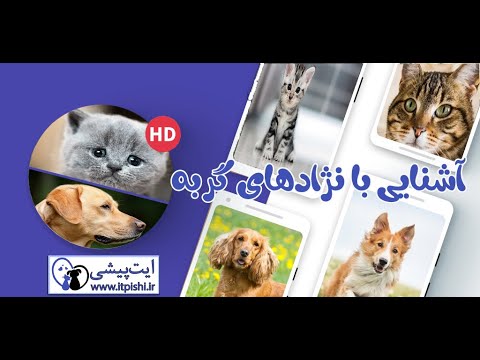 تصویری: نژاد سگ Bergamasco Hypoallergenic ، Health And Life