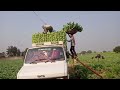 "Delhi's Famous 'Home of Cauliflower' | A Fascinating Farming Journey"