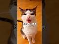 Sing to eat itt! #edit #music #asethicedits #viral #fy #fypage #cat