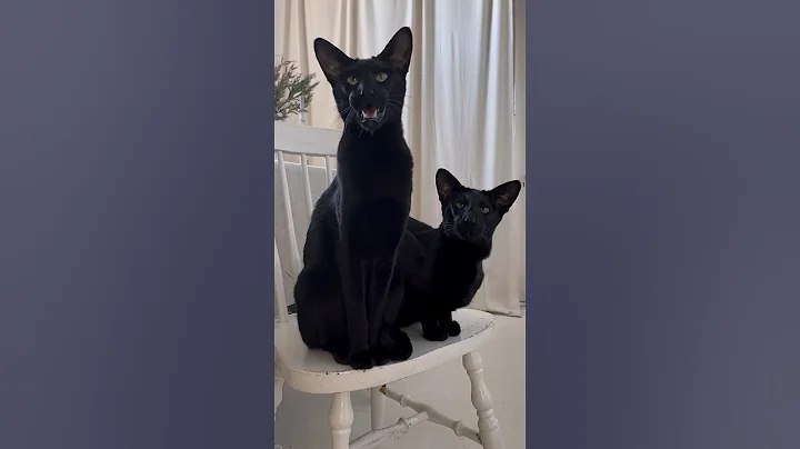 Watch the video about Oriental shorthair cat with croaky meow. #cat #blackcats #voidcats #orientalshorthair #funnycats