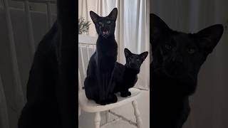 Oriental shorthair cat with croaky meow. #cat #blackcats #voidcats #orientalshorthair #funnycats