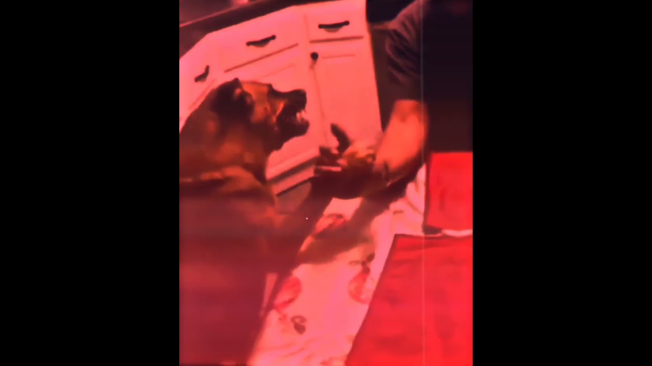 DAWG HAD ENOUGH ‼️. 