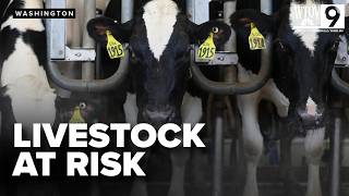 Officials working to contain SCREWWORM OUTBREAK in cattle Details