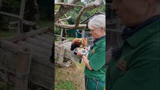 Red Panda Trail 6 - Red Panda Diet