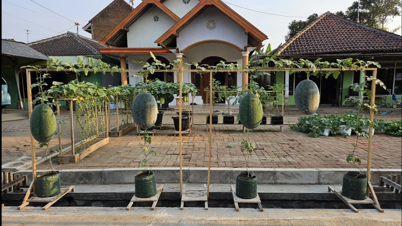 Как посадить арбуз в канаву от посева до сбора урожая || Как посадить арбуз