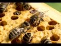 Jean Philippe et les abeilles de son grand pere