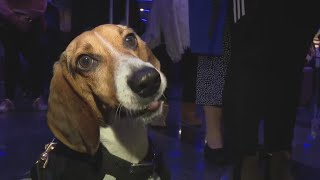 Beagles help sniff out prohibited foods at O'Hare Airport