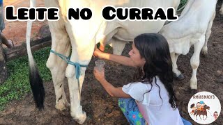 Tirando Leite Na Mão, Do Modo Antigo - Irmãos Machs