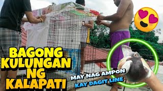 BAGONG GAWA NA KULUNGAN NG KALAPATI | MAY NAG-AMPON KAY DAGIT LINE | Bugoy Pigeon TV