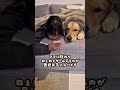 ゴールデンレトリバーのほぼ人間なところ #ゴールデンレトリバー #大型犬と子供 #大型犬のいる生活 #goldenretreiver