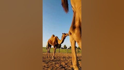 The Science Behind Camel Breeding and Growth 7