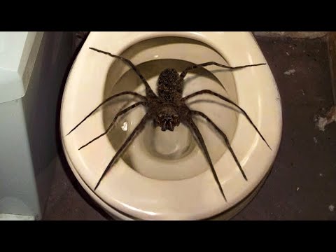וִידֵאוֹ: מהו אורח החיים של העכביש הגדול בעולם