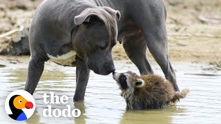 Mama Pittie Teaches Rescued Baby Raccoon How To Survive In The Wild | The Dodo