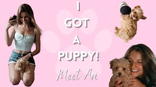 I Got a Puppy! Meet Ari the Maltipoo | Puppy Supplies |  Samantha Taylor vlog