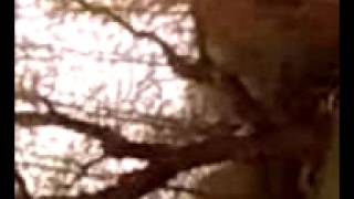 Maddie Climbing Trees