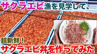 サクラエビ漁を見学して、獲れたて超新鮮サクラエビ丼作ってみた