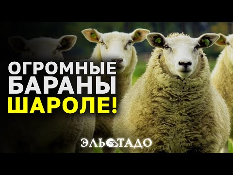 Бараны Шароле! Мясо-шерстная