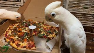 Gotcha Day pizza party  20 years with Boo my goffins cockatoo!