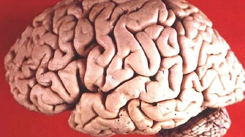 Our Mind is Not a Blank Slate: Evolutionary Psycho...