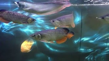 Cá rồng nuôi với la hán