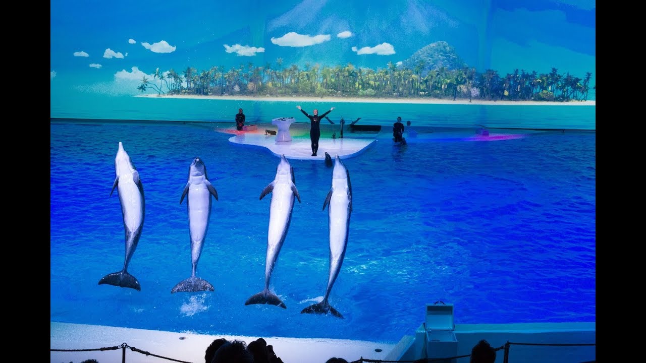dolphin-show-life-kolmarden-kolm-rden-youtube
