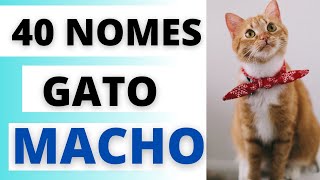 BEAUTIFUL NAMES FOR MALE CAT - MISS GIFTED 🐱🐈🥰