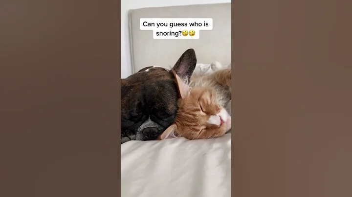 Video 11799341: funny cat compilation, funniest cats, best funny cat, cute cat, cats dogs