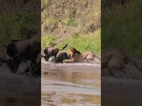 When Male Lions Attack! #shorts #lion by QuicKlipz