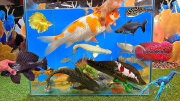 Tổng hợp cá cảnh đẹp, video động vật dễ thương, cá koi nhật, cá rồng, ếch xanh cute, tượng ngộ không