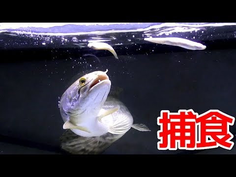 ８種の生物の捕食をスロー撮影してみた結果面白過ぎた！