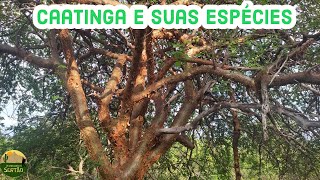 Mostrando as espécies de árvores da CAATINGA