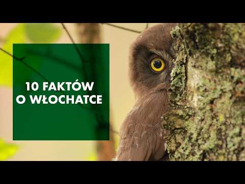 10 FACTS ABOUT THE WOMAN'S OWL