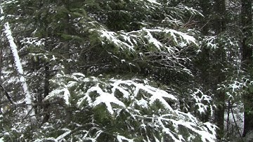 Cool Things in Nature!!! Ecosode: Winter Tree ID 1!!!