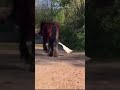 アヒル「おっ馬が歩いとるやんけ・・・おちょくったろ!