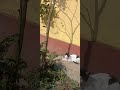 cute cute cat family, please like comment me