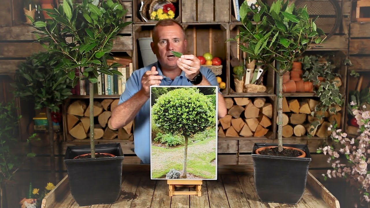 Standard Bay trees with Peter McDermott