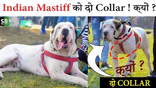 क्यों दो लोग चाहिए Pak Bully को काबू करने के लिए | Why We Need Two People To Handle Indian Mastiff |