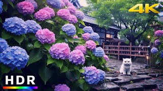 Tokyo Night Walk - Search for hydrangea in the rain // 4K HDR Spatial Audio