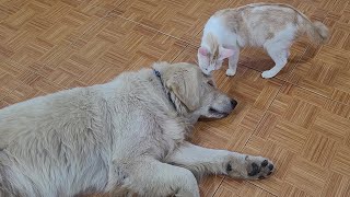 Big Dog Angrily Said To Cat: Don't Make Me Angry, Let Me Sleep Peacefully by Top Animals TV 994 views 4 months ago 2 minutes, 35 seconds