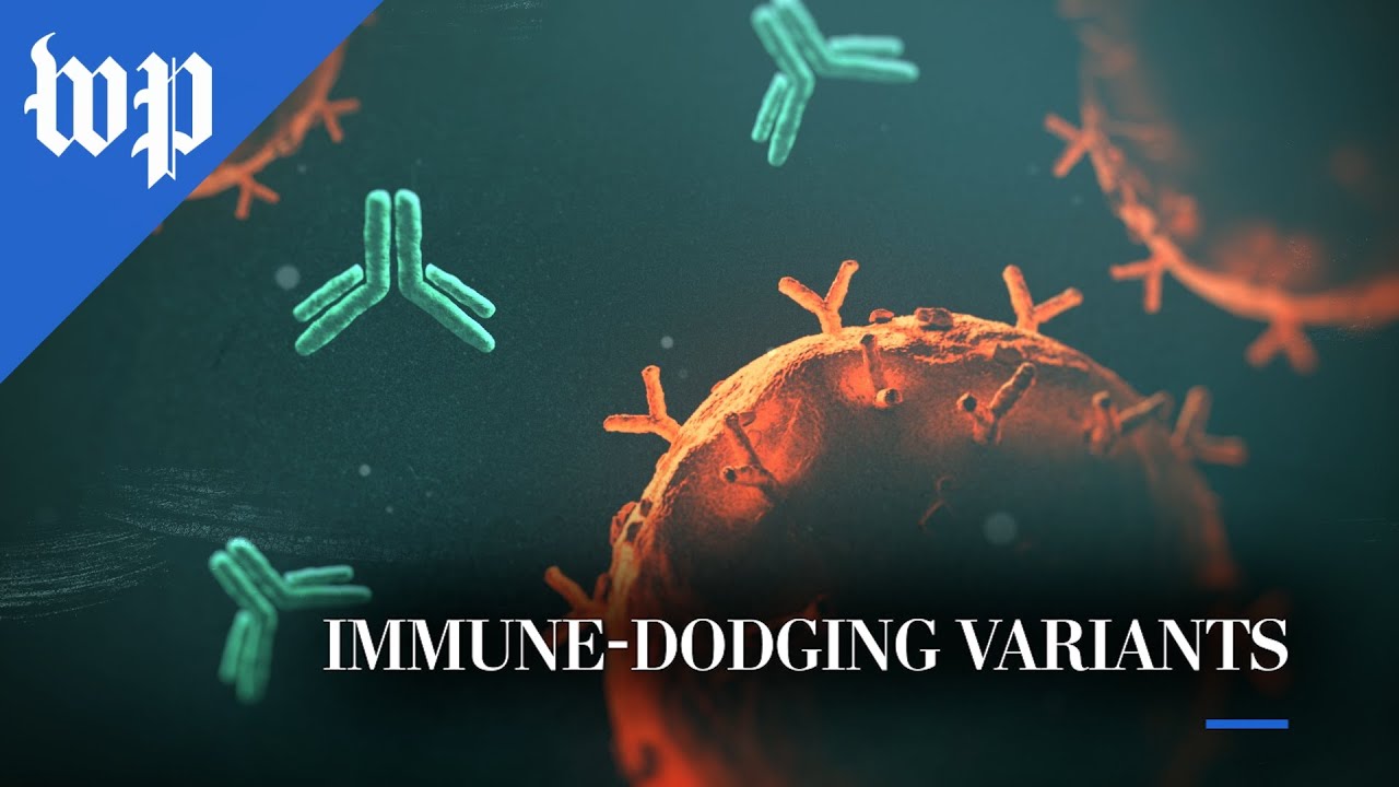 How new covid-19 variants dodge our immune systems