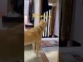 待ち侘びた再会？！#待っている犬#それぞれの思い#保護犬と暮らす