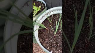 BACKYARD GARDEN PROGRESS 👩🏼‍🌾🪴 #shorts #garden #backyardgarden