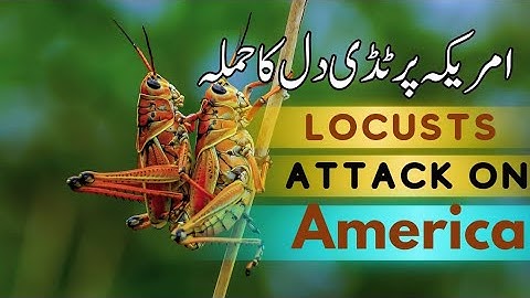 Locusts attack on America in 1875 what happened with Americans when locusts attack Urdu Documentary